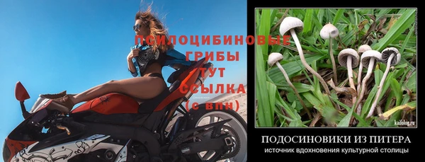 стафф Кодинск